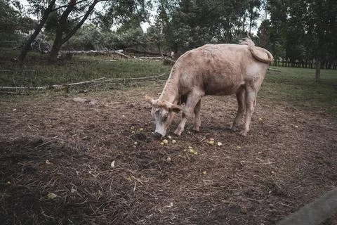 A cow eats apples lying on the ground Stock Photos