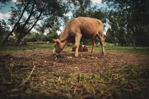 A cow eats apples lying on the ground Stock Photos