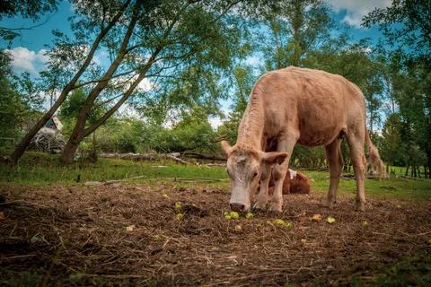 A cow eats apples lying on the ground Stock Photos