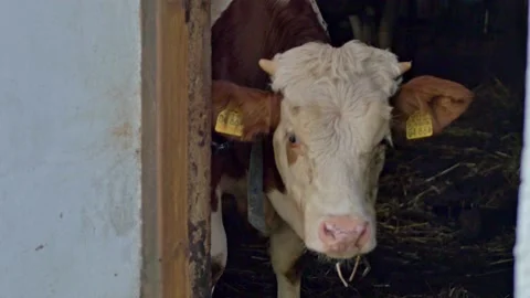 Cow eats in a barn handheld Video stock 132763062