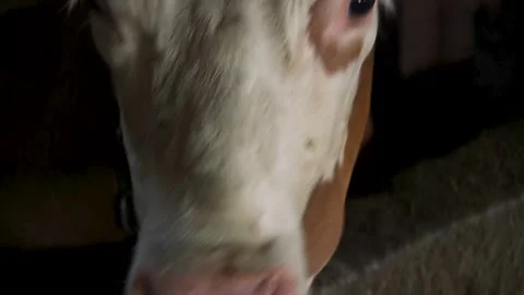 Cow eats close up shot in the barn Stock Footage 294837548