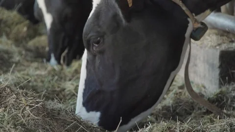 Cow eats in the cowshed Stock Footage 106458600