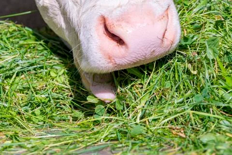 Cow eats cut green grass Stock-Fotos