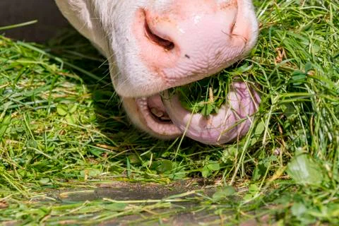 Cow eats cut green grass Stock Photos