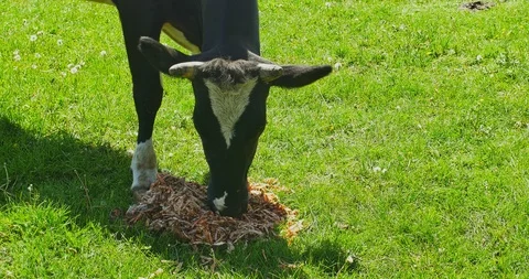 Cow eats feed on field Stock Footage 89909893