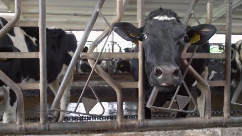 Cow eats feed on a natural milk farm. Stock Footage 137822651