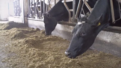 Cow eats feed on a natural milk farm. Stock Footage 137822762