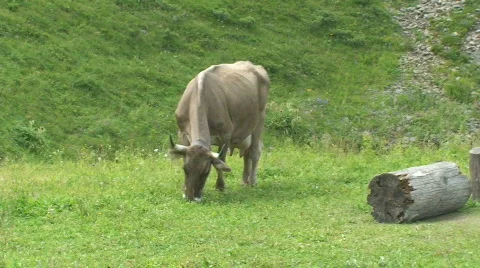 Cow eats Stock Footage 809211