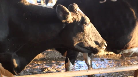 Cow Eats Stock Footage 49696013