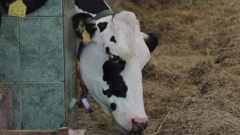 The cow eats Stock Footage 87642720