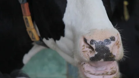 The cow eats Stock Footage 87643522