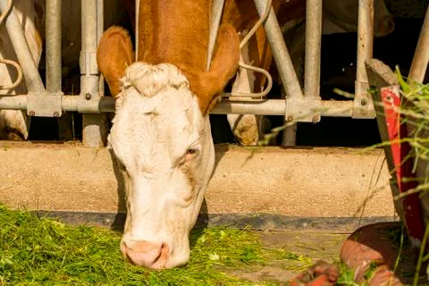 Cow eats fresh grass from the grids of the cow barn Stock Photos