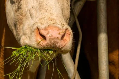 Cow eats fresh grass from the grids of the cow barn Stock Photos