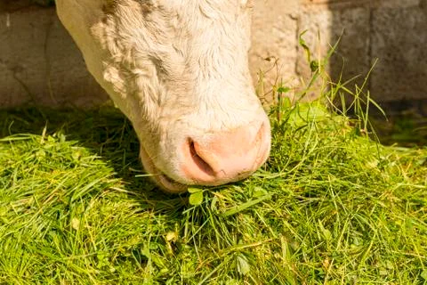 Cow eats fresh grass from the grids of the cow barn Stock Photos