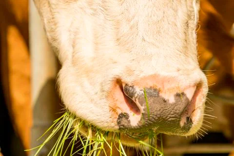 Cow eats fresh grass from the grids of the cow barn Stock Photos