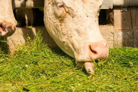 Cow eats fresh grass from the grids of the cow barn Stock Photos