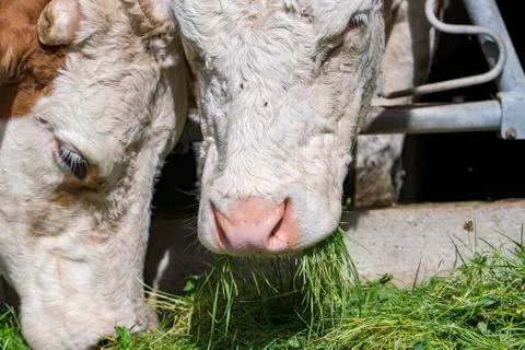 Cow eats fresh grass from the grids of the cow barn Stock Photos