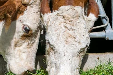 Cow eats fresh grass from the grids of the cow barn Stock Photos