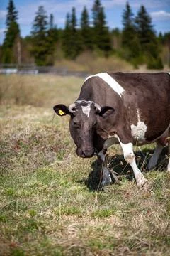 The cow eats fresh green grass on the lawn or in the field. Stock Photos