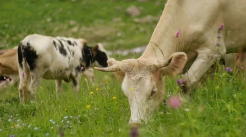 Cow eats fresh spring grass and looking at the camera in nature Vídeo Stock 65569765