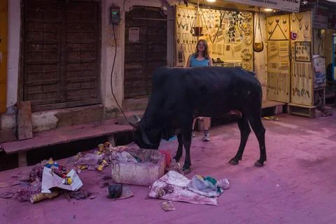 Cow eats from garbage on a street covered in pink Holi powder in Pushkar, India. Stock Photos