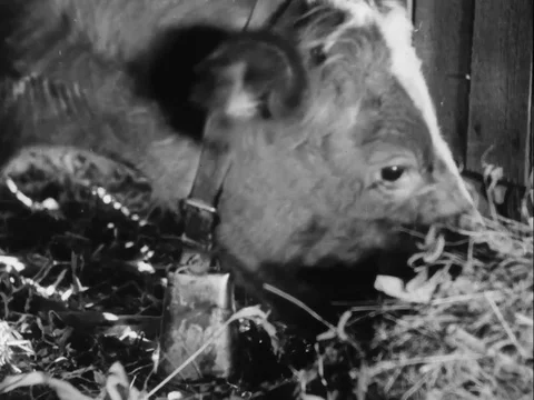 Cow eats grass - 1940 Stock Footage 93110453
