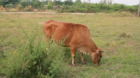 Cow eats grass in a field 스톡 동영상 55424371