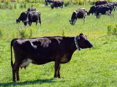 A cow eats grass in a field. Irish livestock farm. Agricultural landscape. Stock Photos