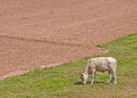 A cow eats grass in the field Stock Photos