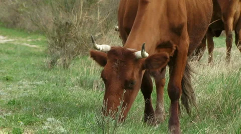 Cow eats grass Stock Footage 4241756