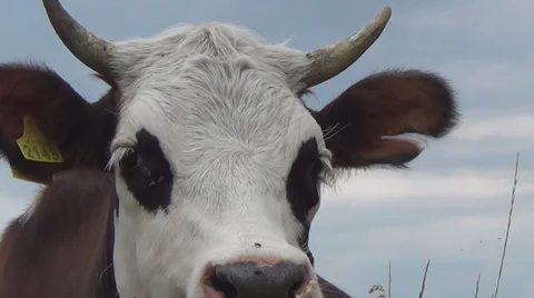 The cow eats grass Stockbeeldmateriaal 40550226