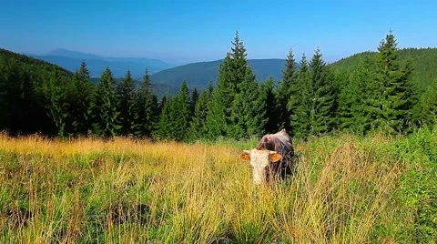 Cow eats grass Stock Footage 41305606