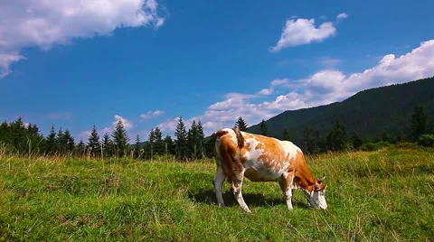 Cow eats grass Stock Footage 41398199