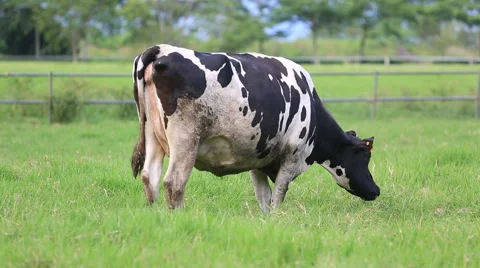 Cow eats grass Stock Footage 51634091