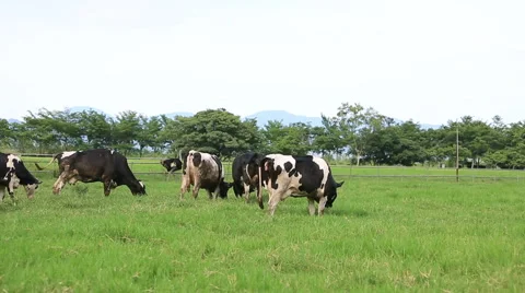 Cow eats grass Stock Footage 51634252
