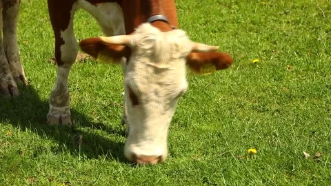 Cow eats grass Stock Footage 84602746
