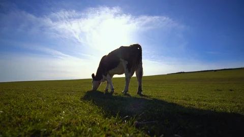 Cow eats grass Stock Footage 88625364