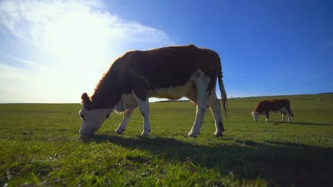 Cow eats grass Stock Footage 88625400