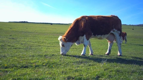 Cow eats grass Stock Footage 88625821