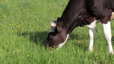 Cow eats grass Stock Footage 89717473