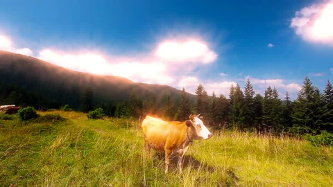 Cow eats grass Stock Footage 122513025