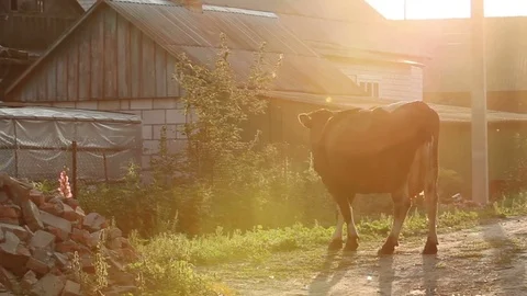 The cow eats the grass going through the village. Vídeo Stock 83579334