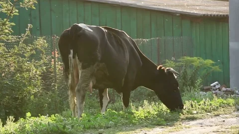 The cow eats the grass going through the village. Stock Footage 83579445