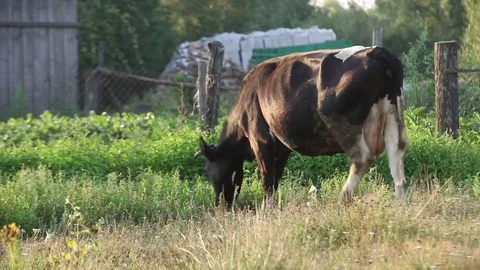 The cow eats the grass going through the village. Stock Footage 83579494