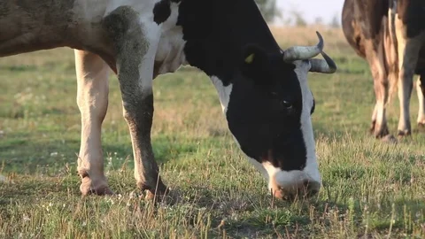 The cow eats the grass going through the village. Stock Footage 83579640