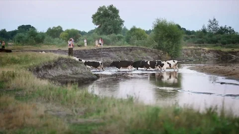 The cow eats the grass going through the village. Stock Footage 83579754
