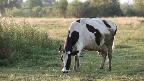The cow eats the grass going through the village. Vídeo Stock 83579832