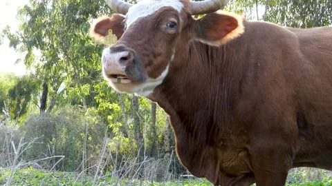 A cow eats grass in a green field Vidéo 237156565