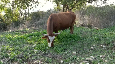A cow eats grass in a green field Stock Footage 237156785
