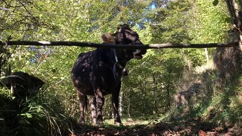 A cow eats grass inside the fence in a beech and fir forest Stock Footage 83463942